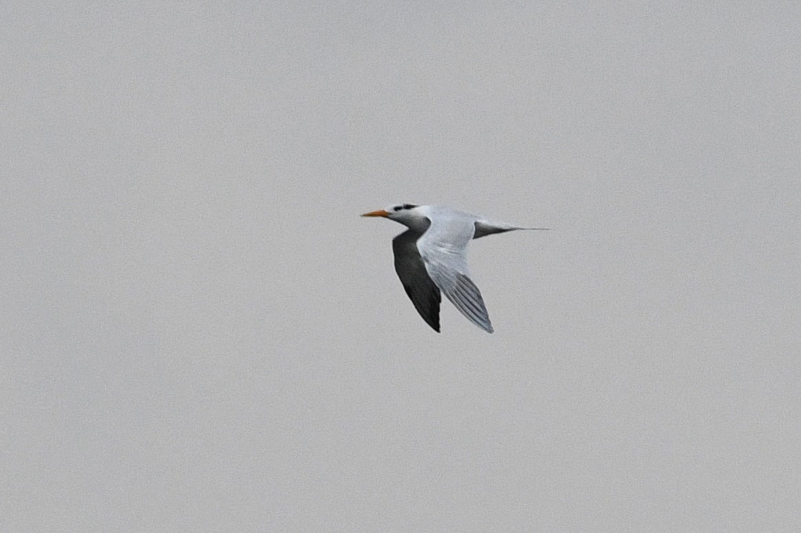 West African Crested Tern - ML543193501