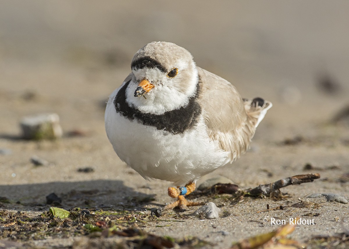 Piping Plover - Ron Ridout
