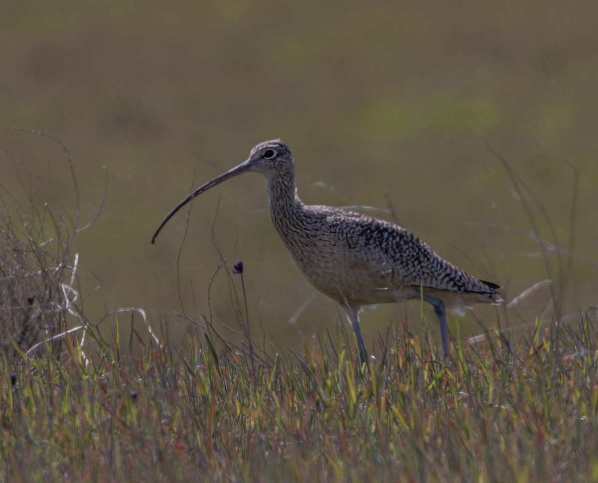 Long-billed Curlew - ML543203421