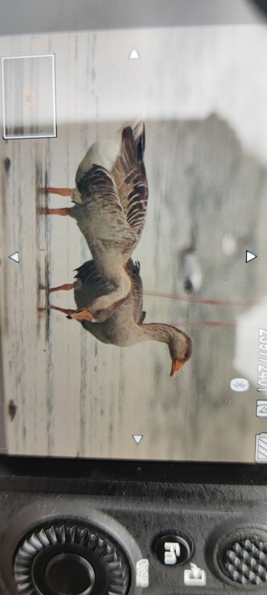 Greater White-fronted Goose - ML543205481