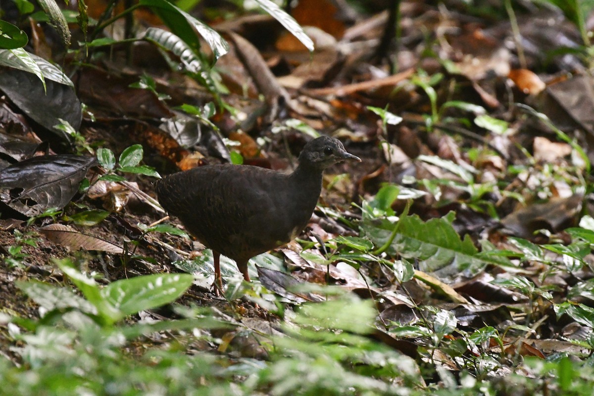 Slaty-breasted Tinamou - D T