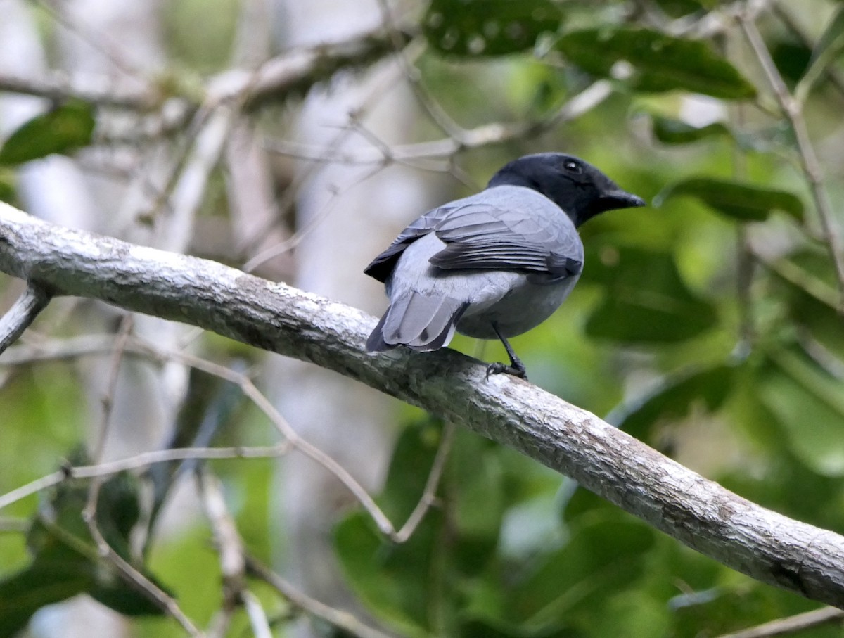 Madagascar Cuckooshrike - Robert Phreaner