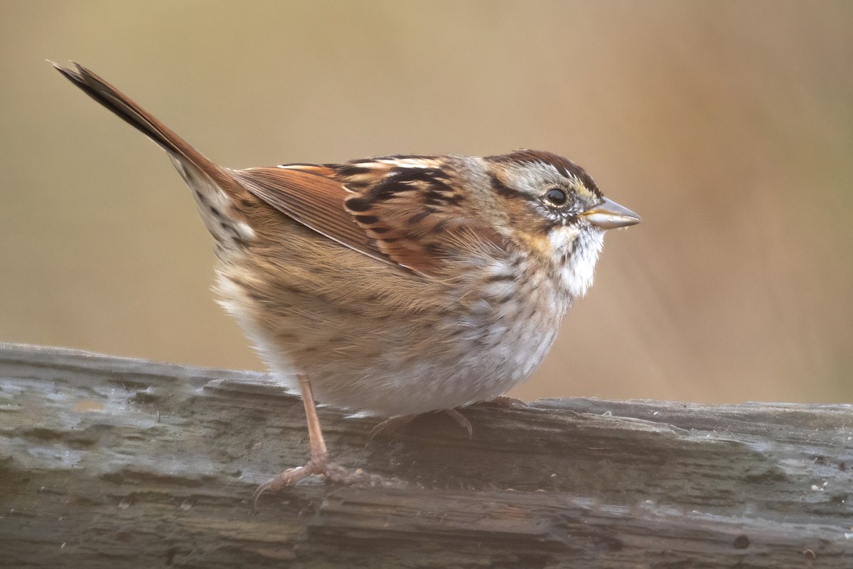 Swamp Sparrow - ML543211641