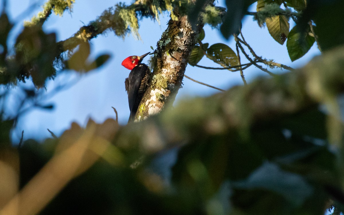 Crimson-crested Woodpecker - ML543211771