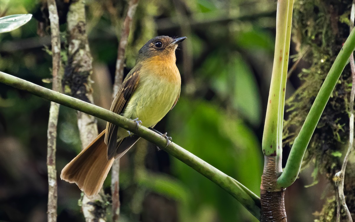 Rufous-breasted Flycatcher - ML543211821