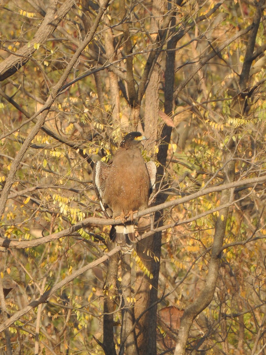 Crested Serpent-Eagle - ML543211871