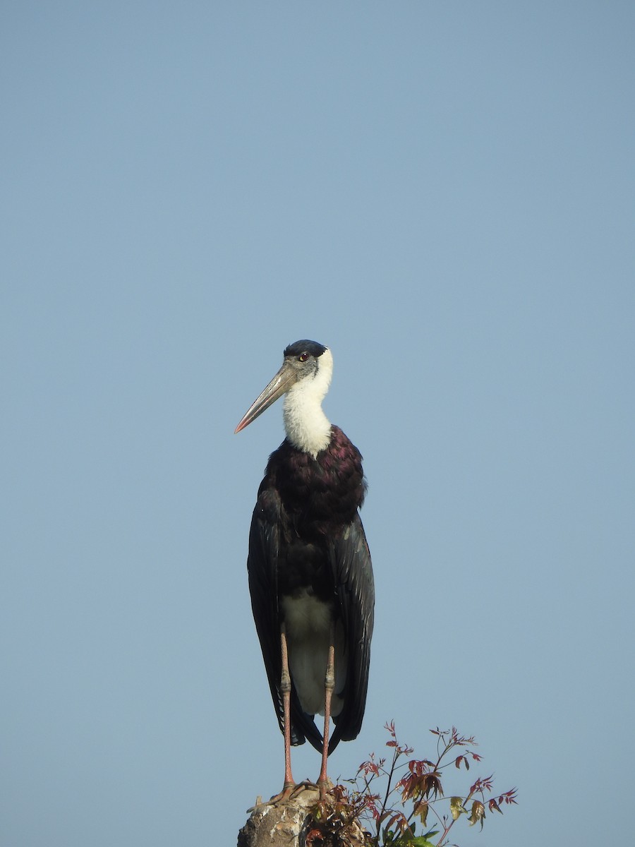 Asian Woolly-necked Stork - ML543212001