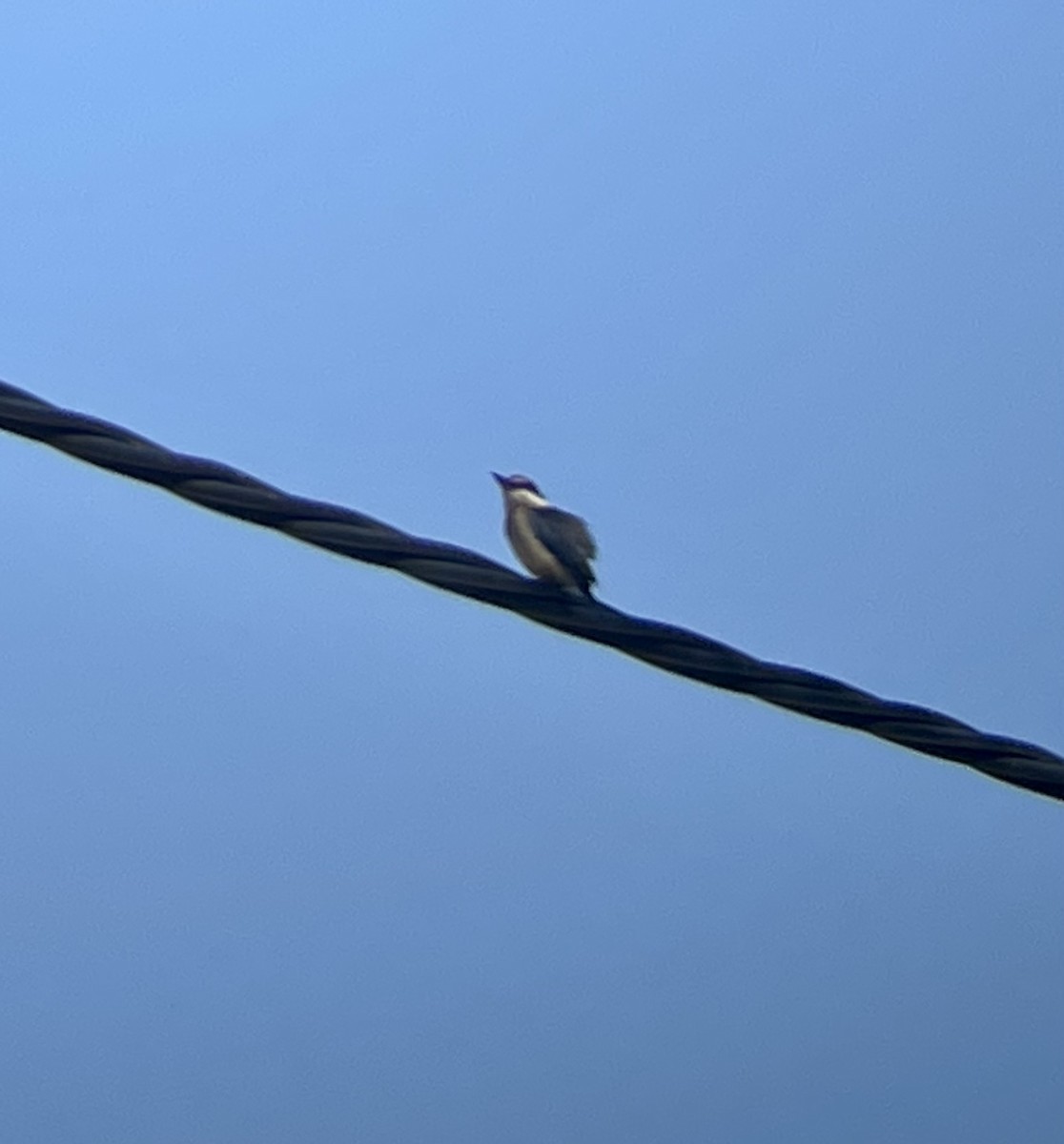Sacred Kingfisher (Australasian) - ML543212221