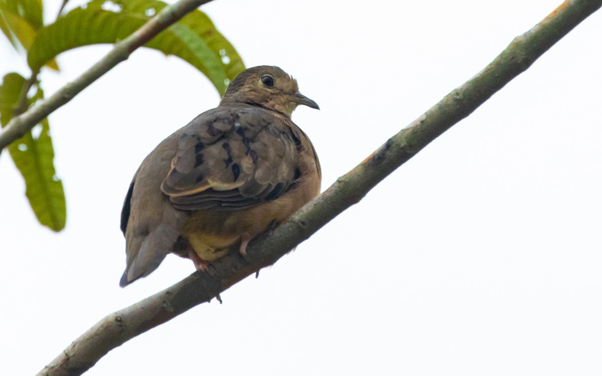 Plain-breasted Ground Dove - ML543212861