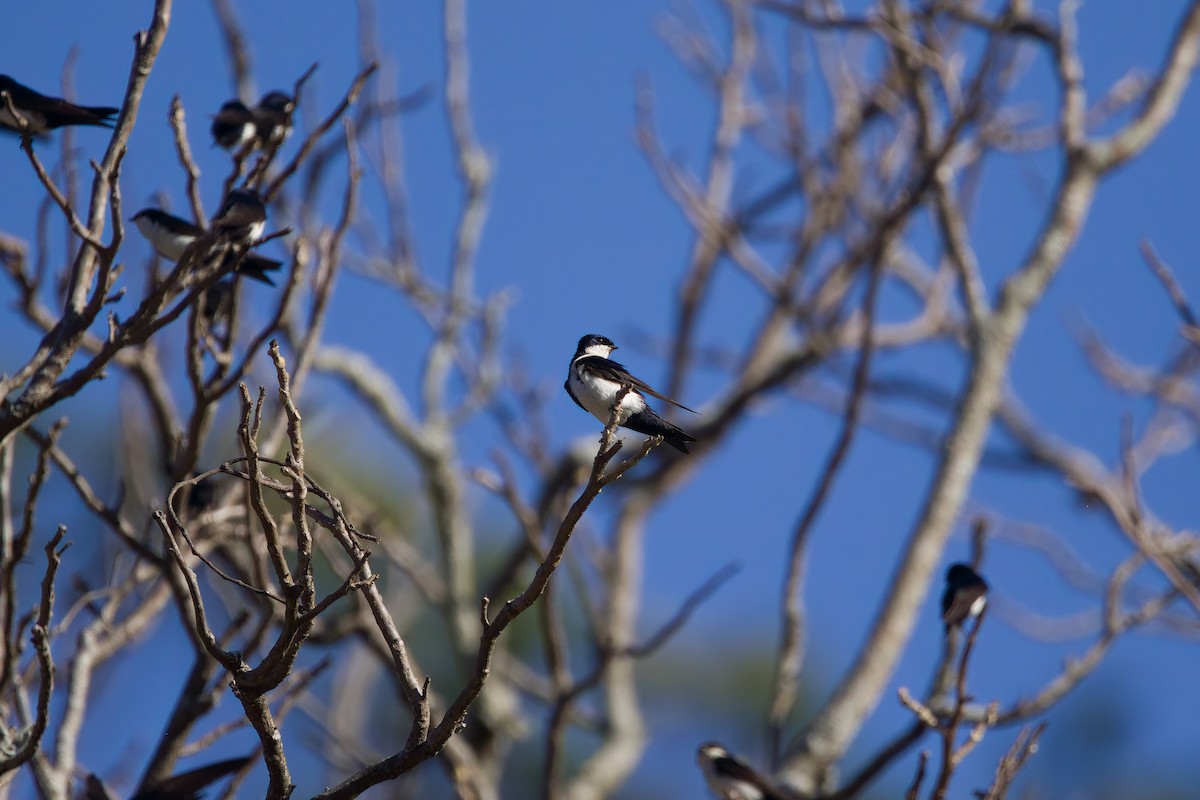 Blue-and-white Swallow - ML543215161