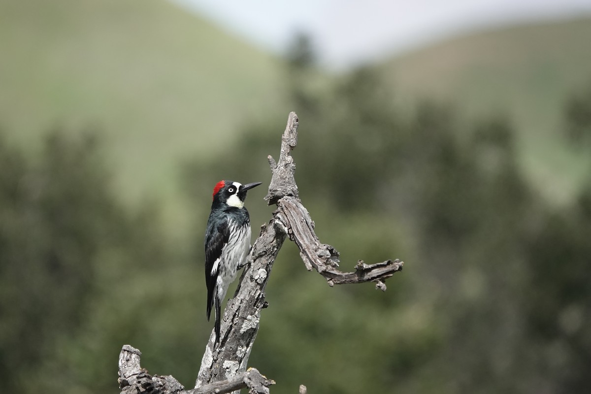 Acorn Woodpecker - ML543215251