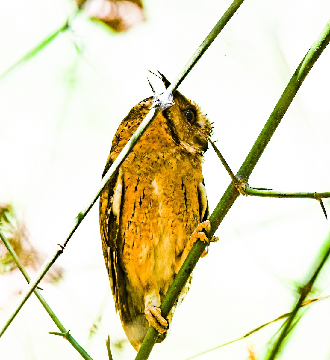 Indian Scops-Owl - ML543218111