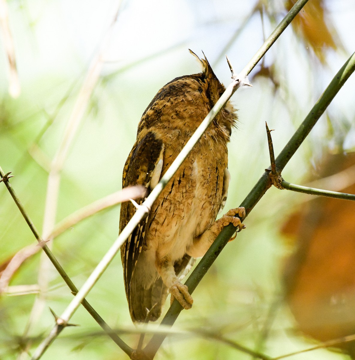 Indian Scops-Owl - Chettypalayam Selvakumar