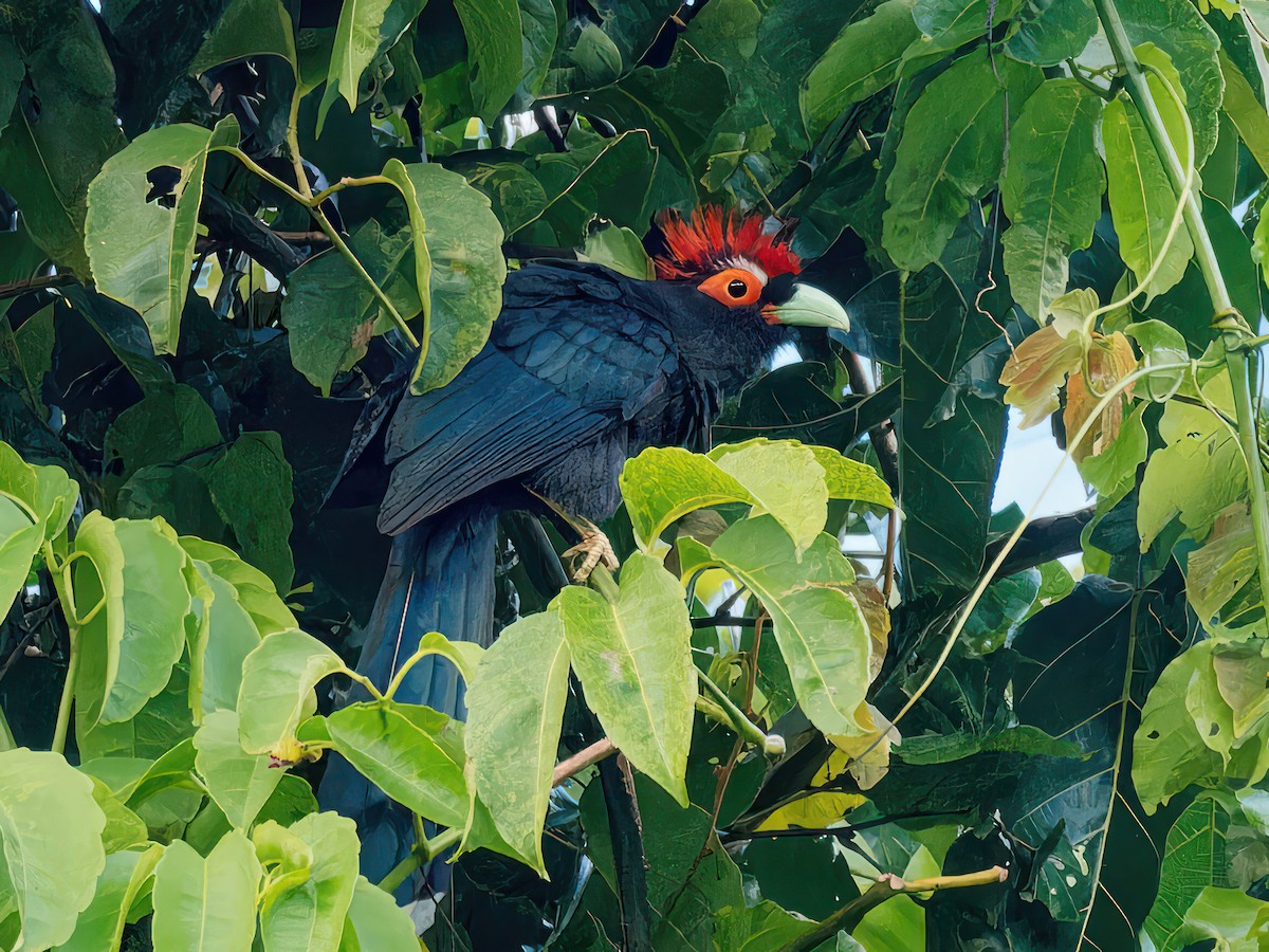 Red-crested Malkoha - ML543218951
