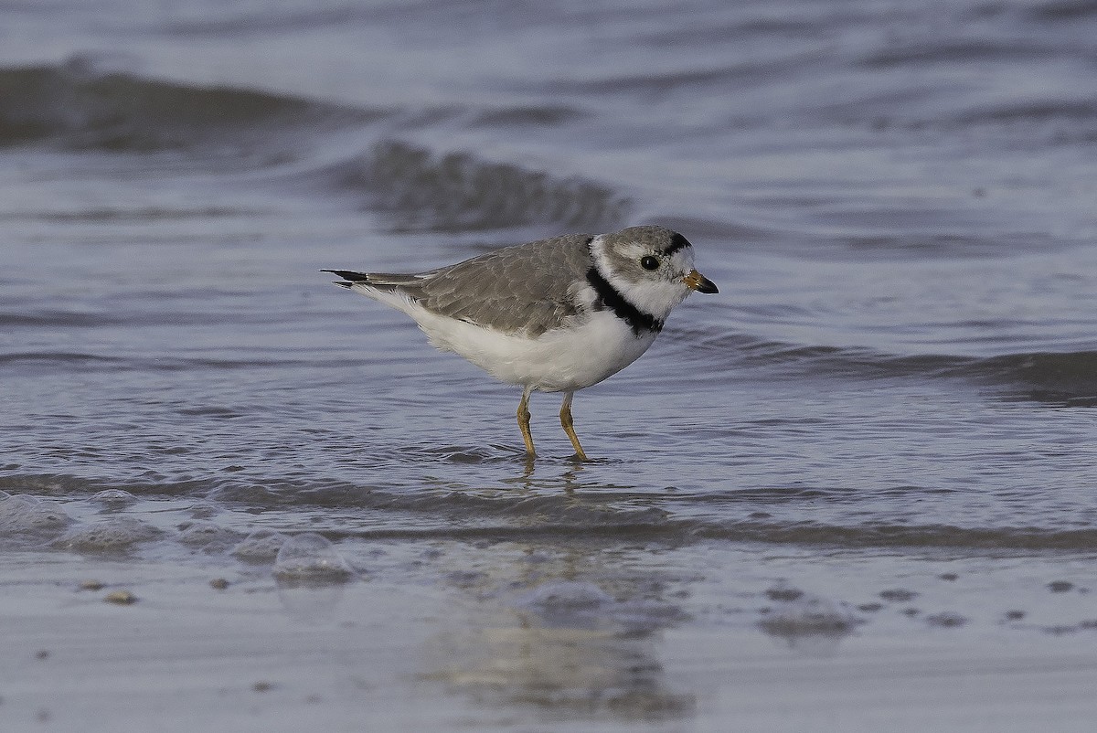 Piping Plover - ML54322021
