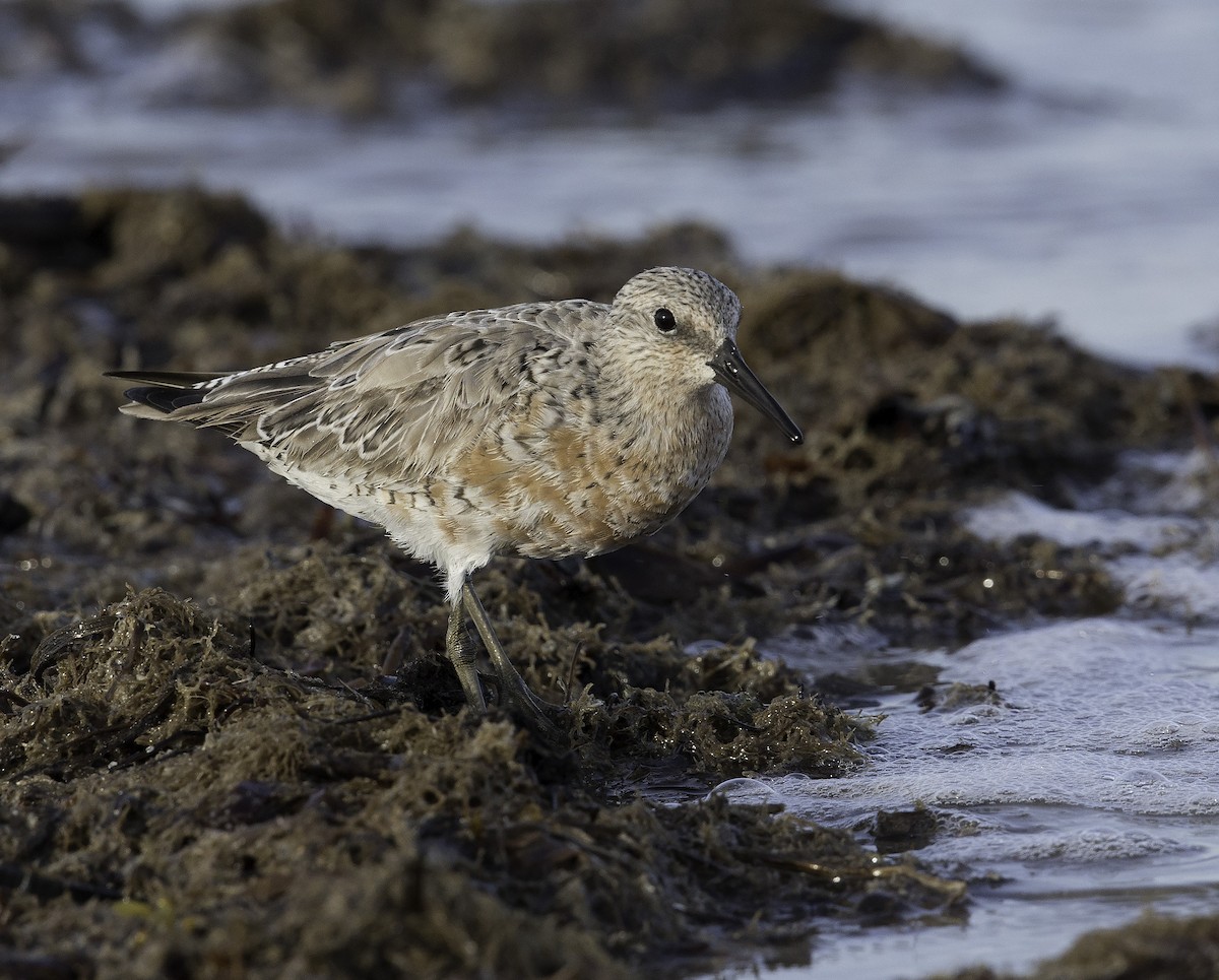 Red Knot - ML54322171