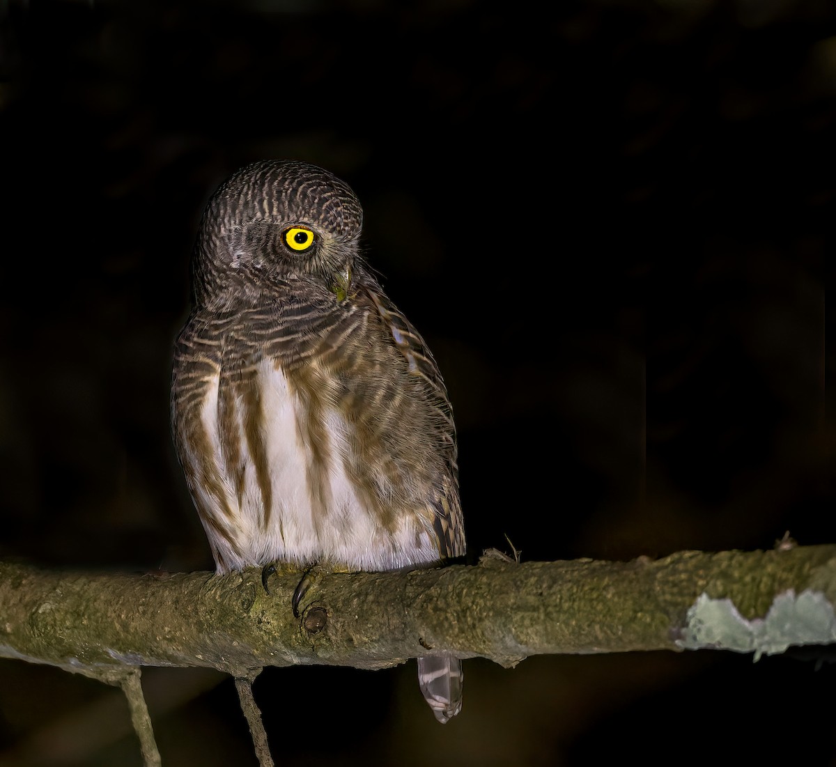 Asian Barred Owlet - ML543222121