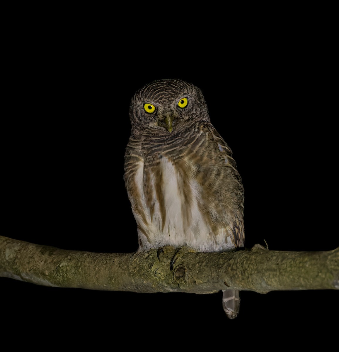 Asian Barred Owlet - ML543222131