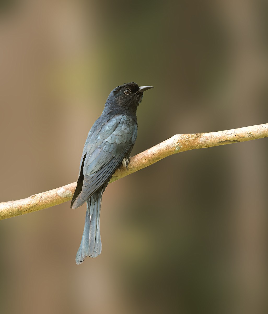 Square-tailed Drongo-Cuckoo - ML543222311