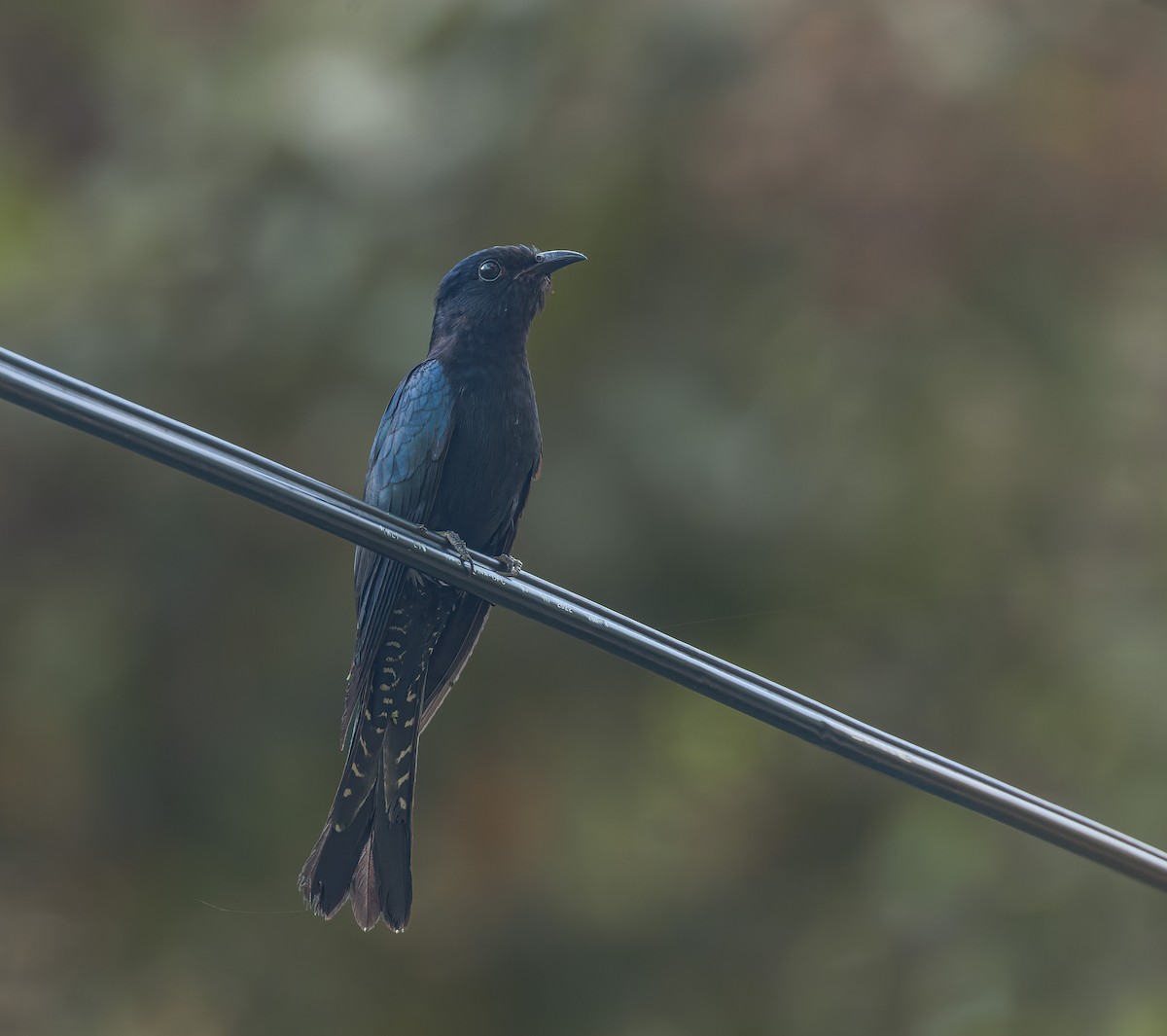Square-tailed Drongo-Cuckoo - ML543222321