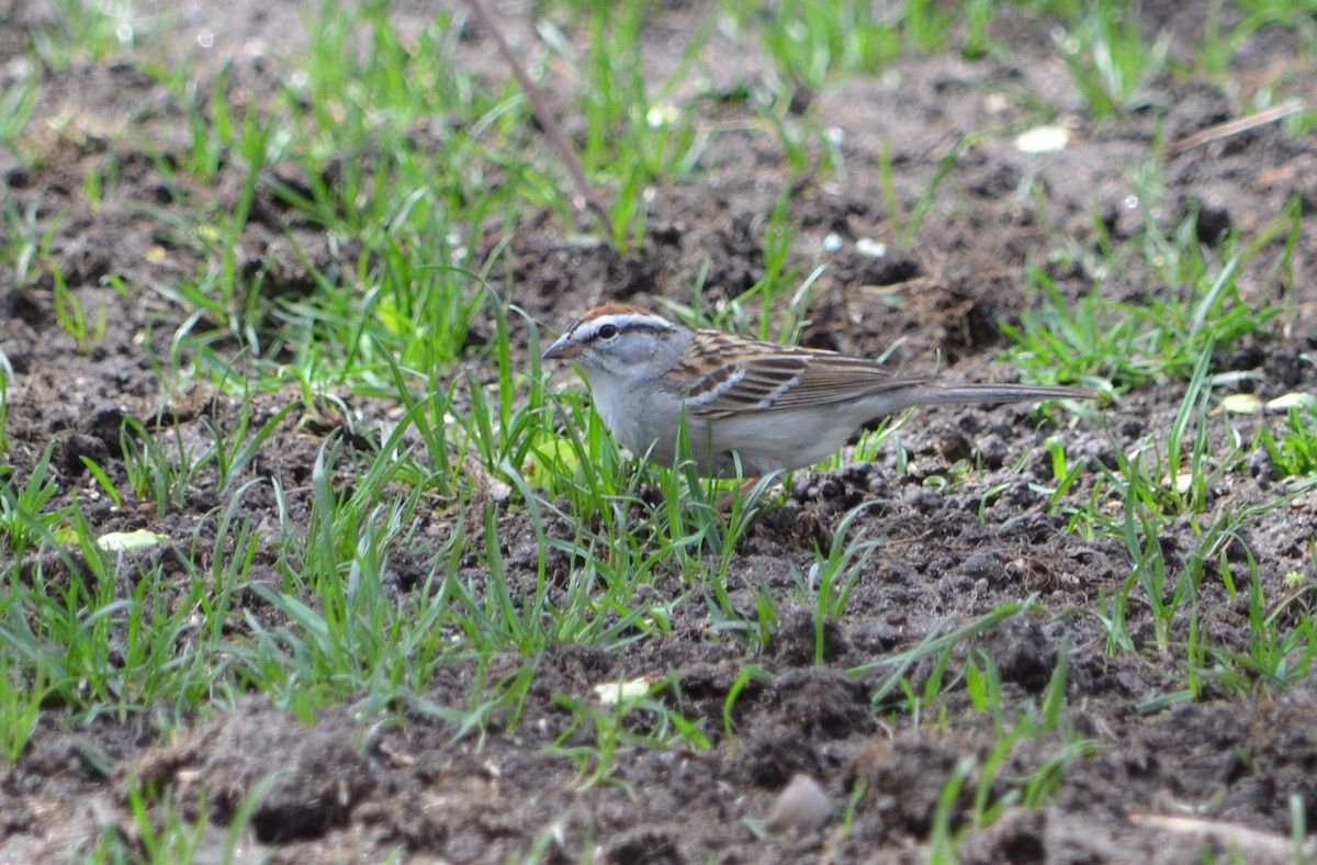Chipping Sparrow - Jeanne Tao