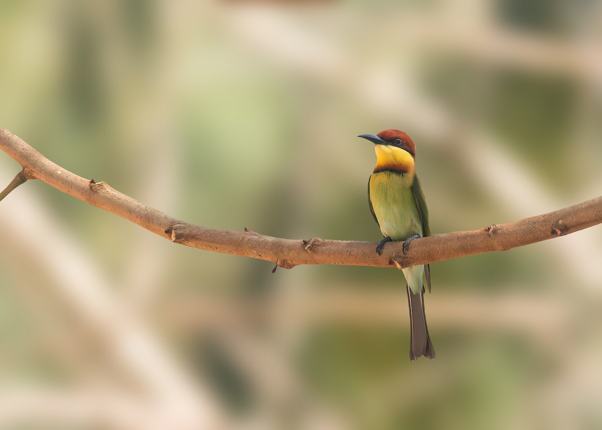 Chestnut-headed Bee-eater - ML543223801