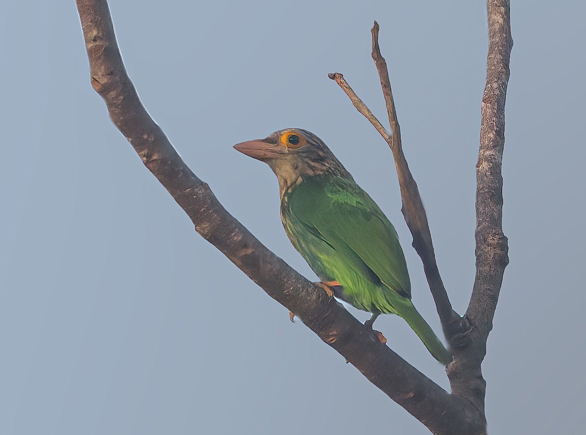Lineated Barbet - ML543223841