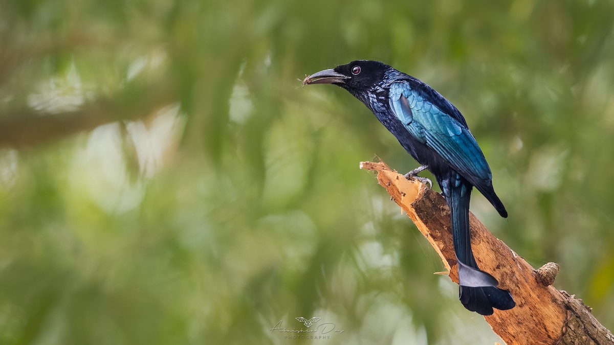 Hair-crested Drongo - ML543226361