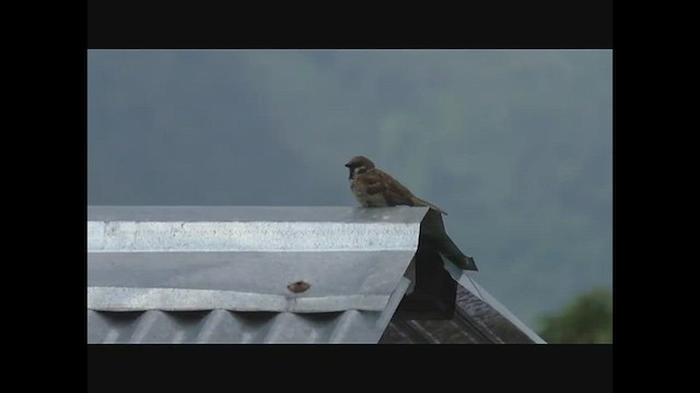 Eurasian Tree Sparrow - ML543229141
