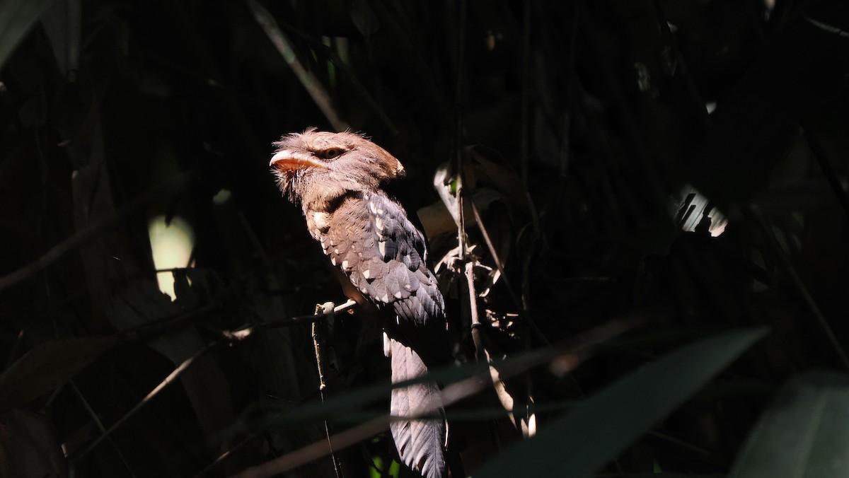 Gould's Frogmouth - Mike Grant