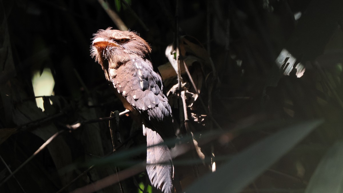 Gould's Frogmouth - ML543231721