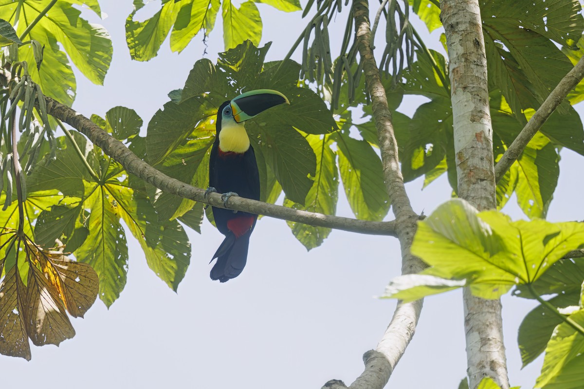 Channel-billed Toucan (Citron-throated) - ML543231771