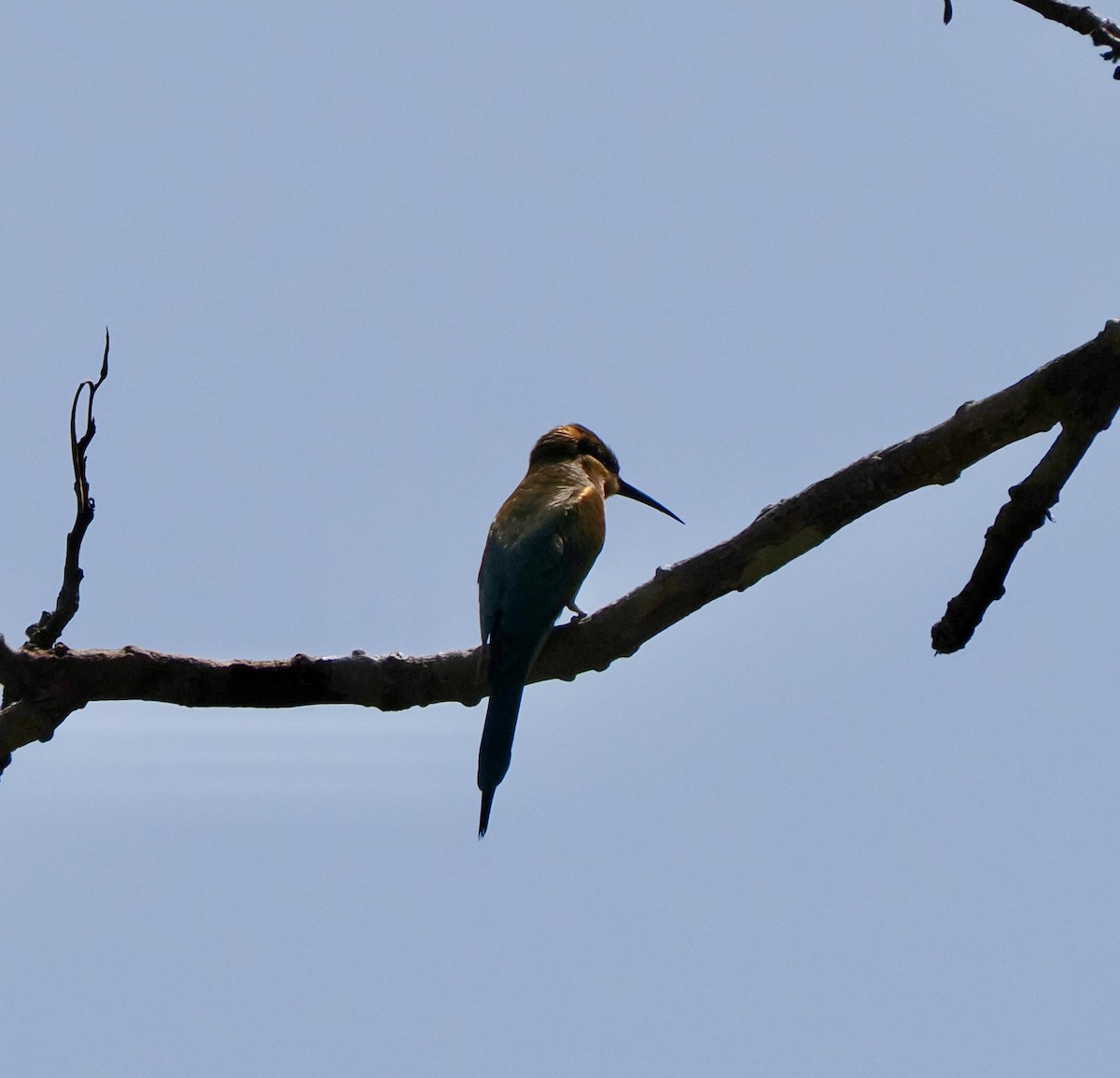 Blue-tailed Bee-eater - ML543232071