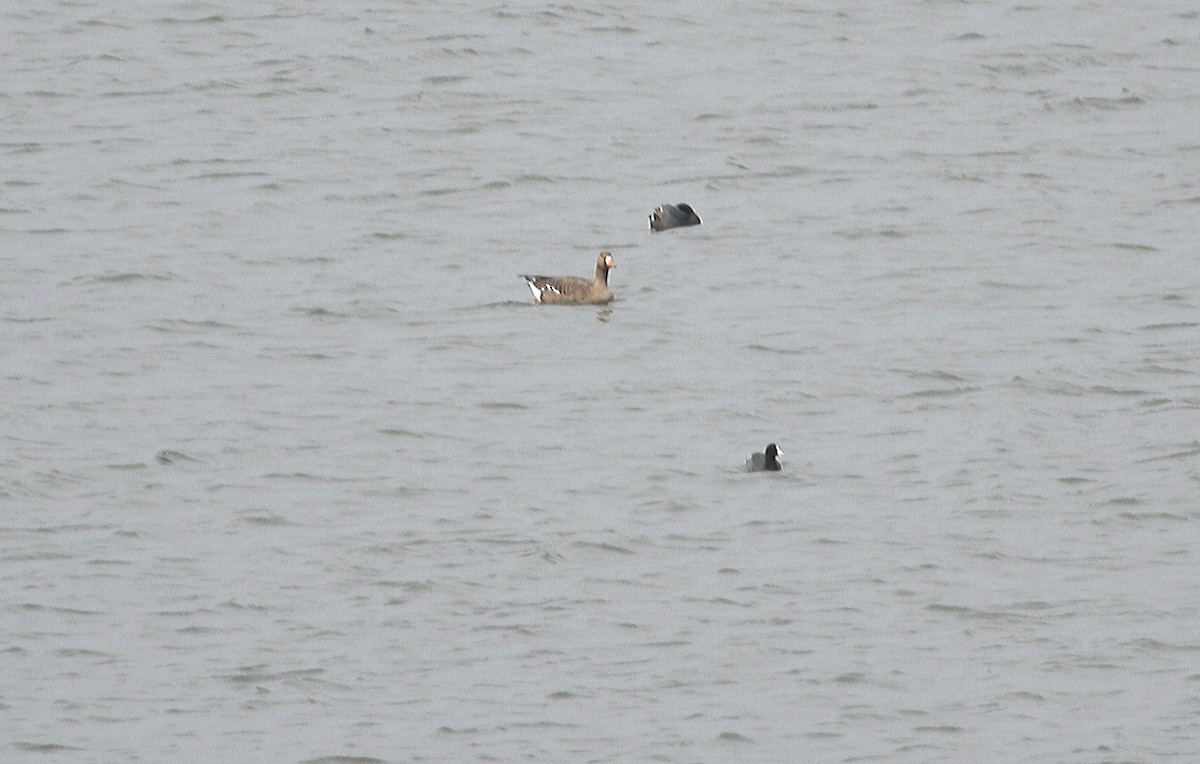 Greater White-fronted Goose - ML54323281