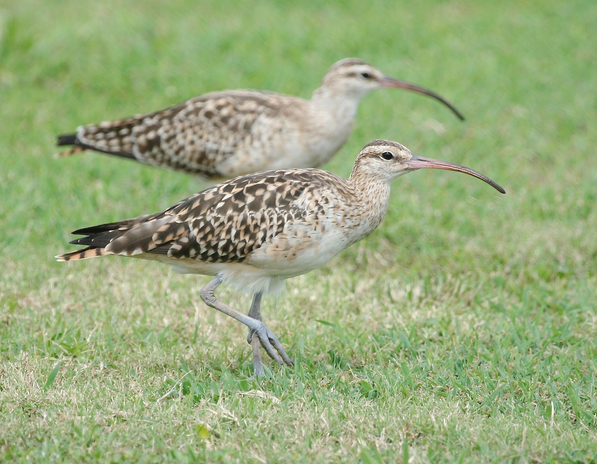Bristle-thighed Curlew - Gil Ewing