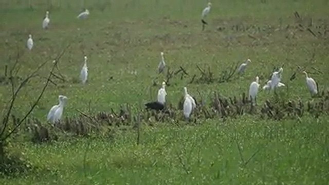 ibis hnědý - ML543234931