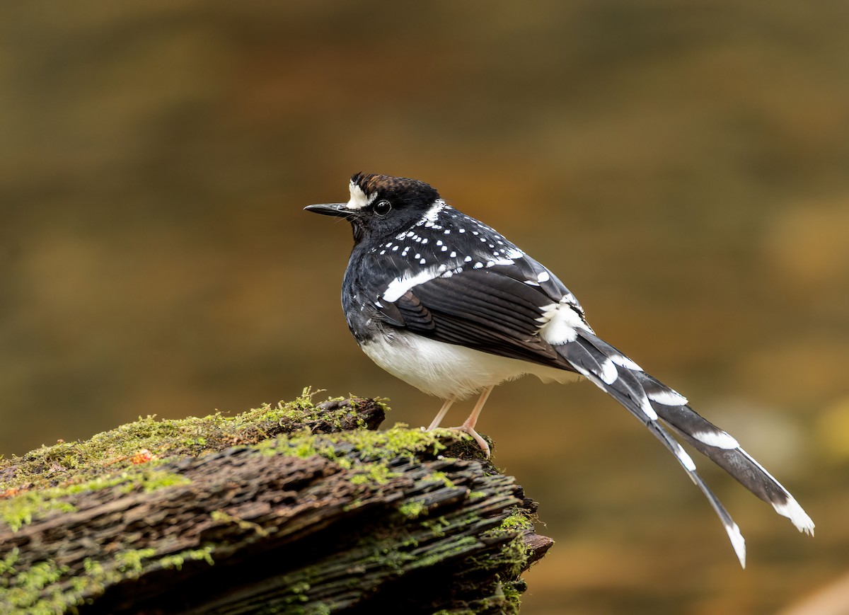 Spotted Forktail - ML543236721