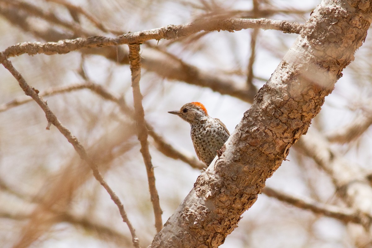 Little Gray Woodpecker - ML543237431