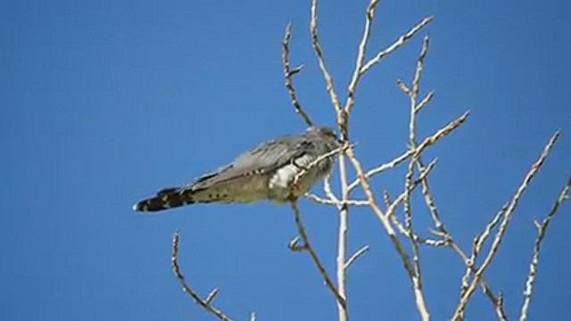 Common Cuckoo - ML543240501
