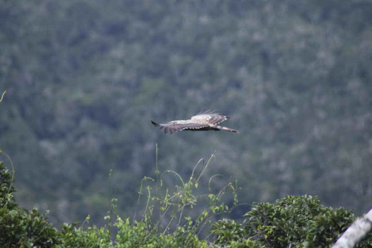 Madagascar Harrier-Hawk - Jordan Broadhead