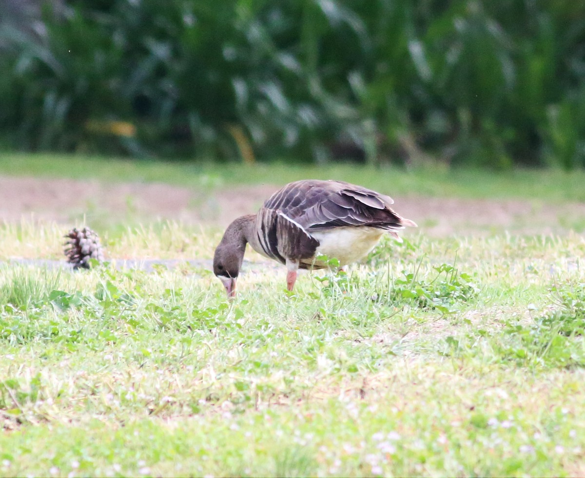 Greater White-fronted Goose (Western) - ML54324731
