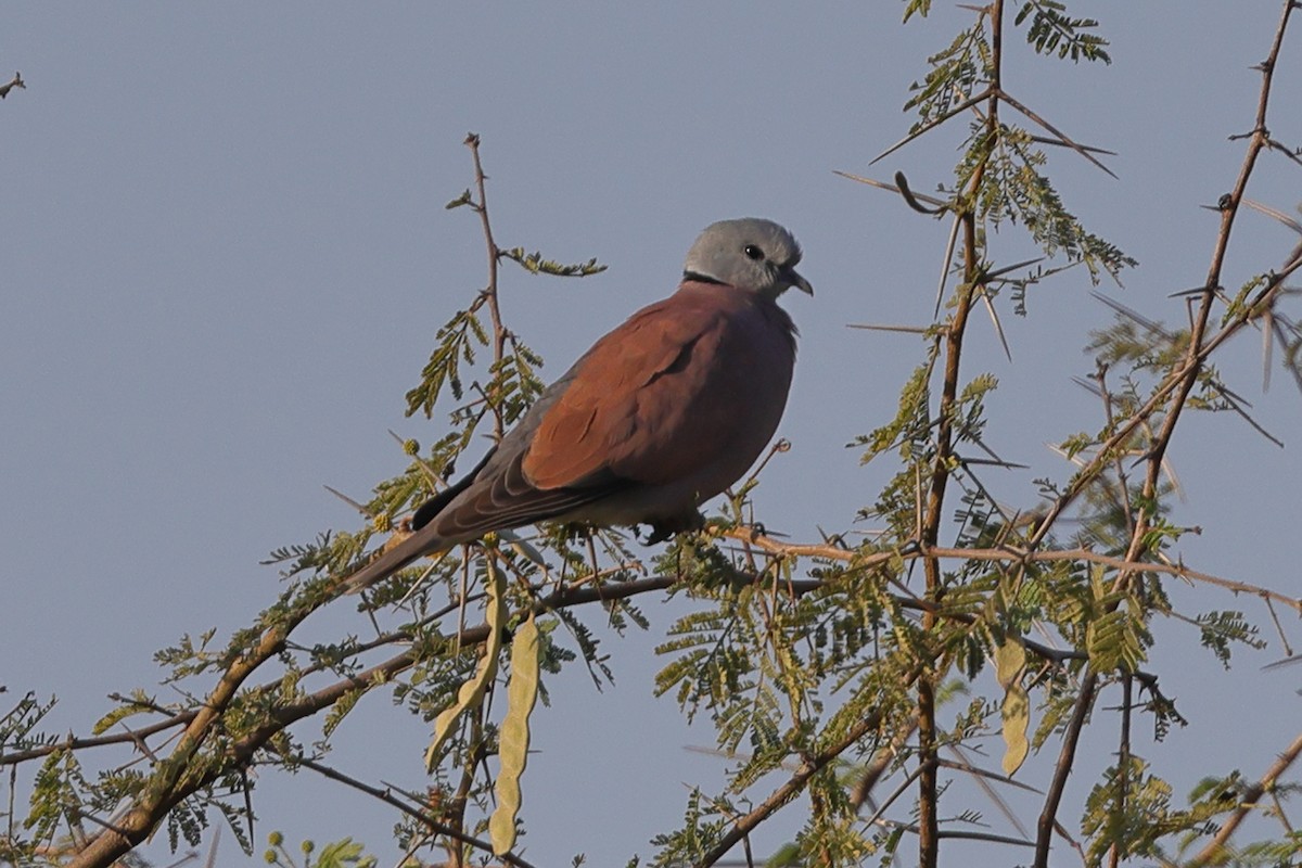 Red Collared-Dove - ML543249151