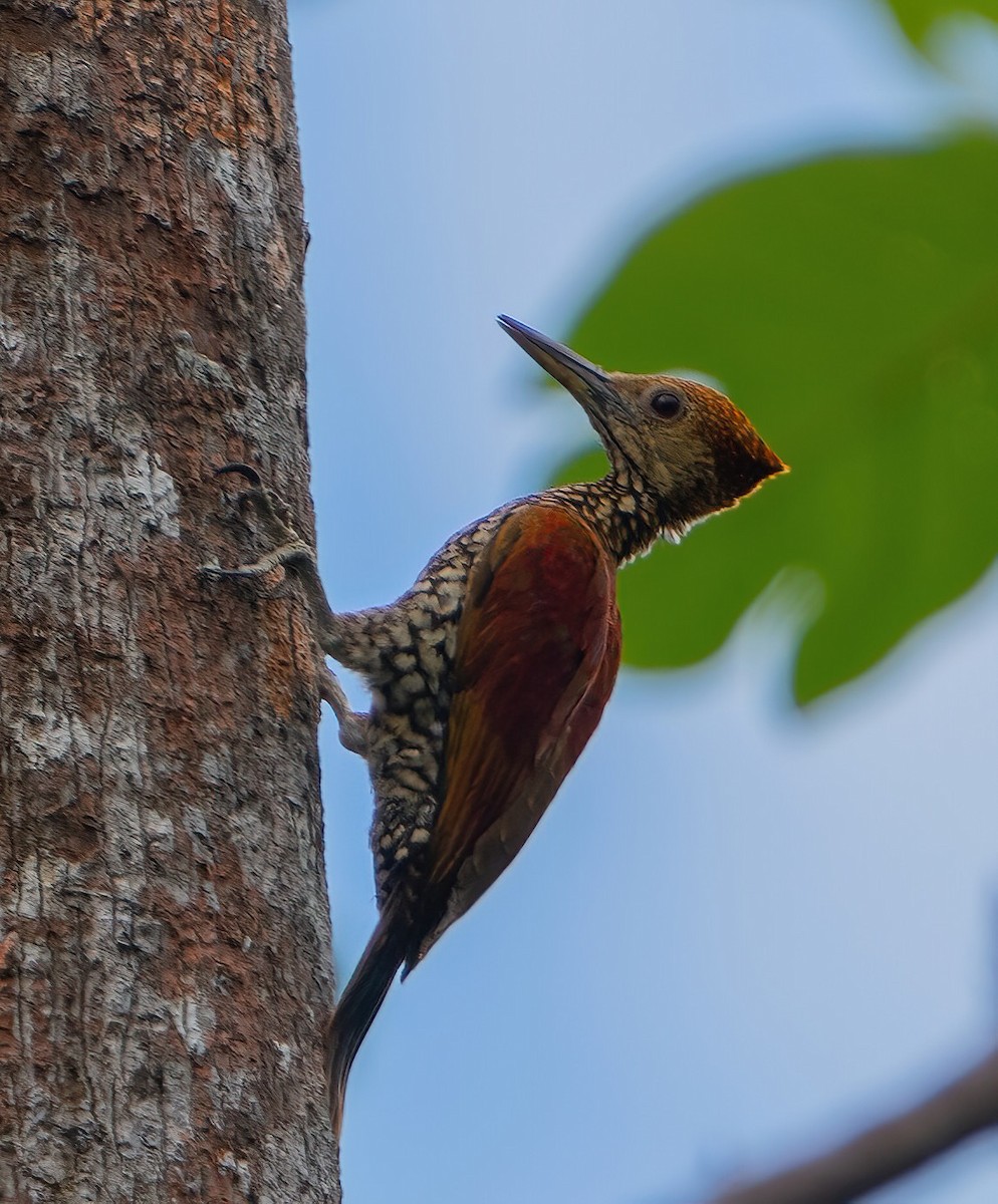 Buff-spotted Flameback - Kevin Pearce