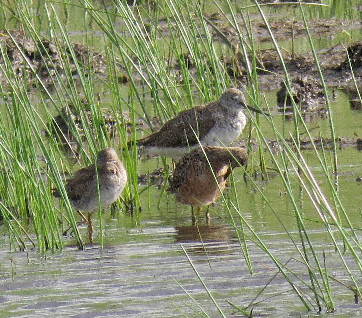 Long-billed Dowitcher - ML54325091