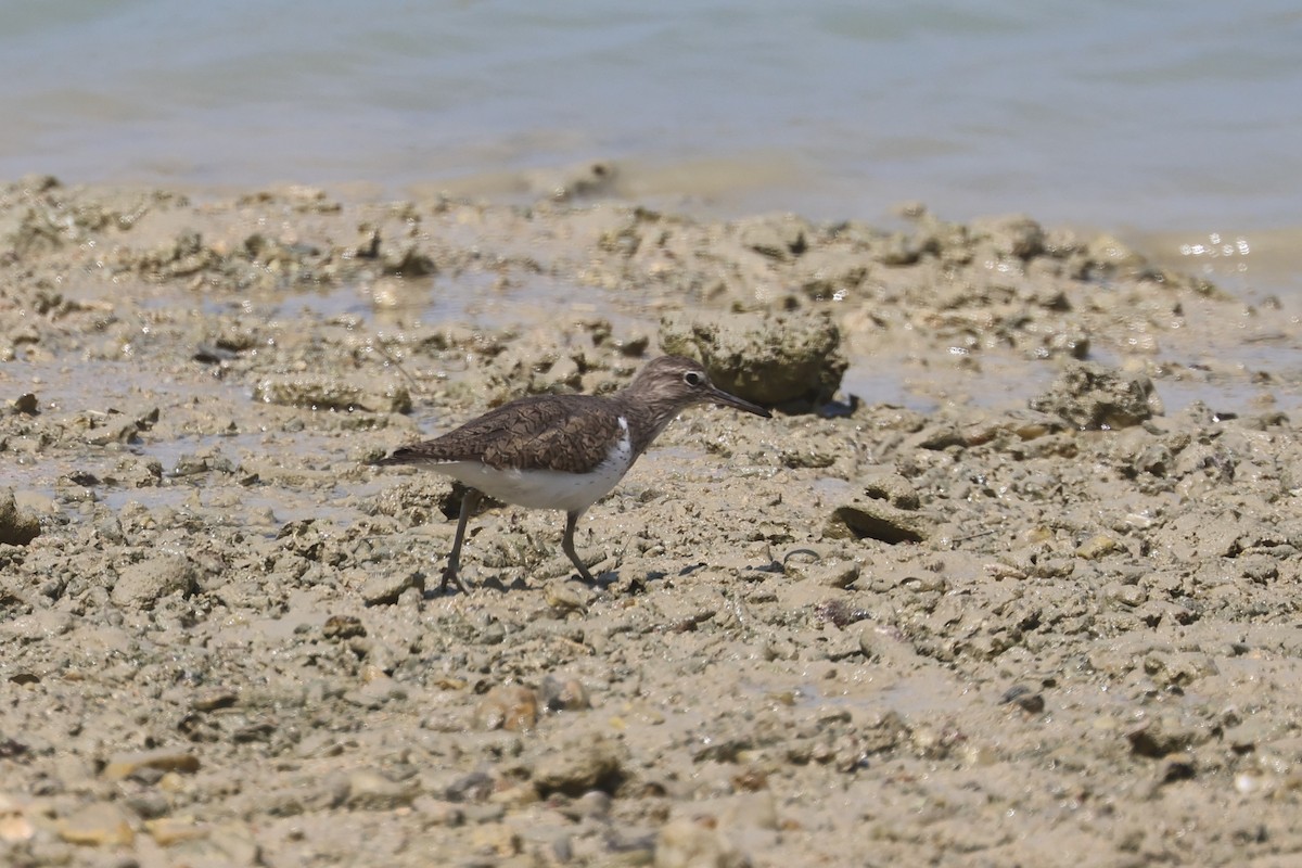Common Sandpiper - Charley Hesse TROPICAL BIRDING