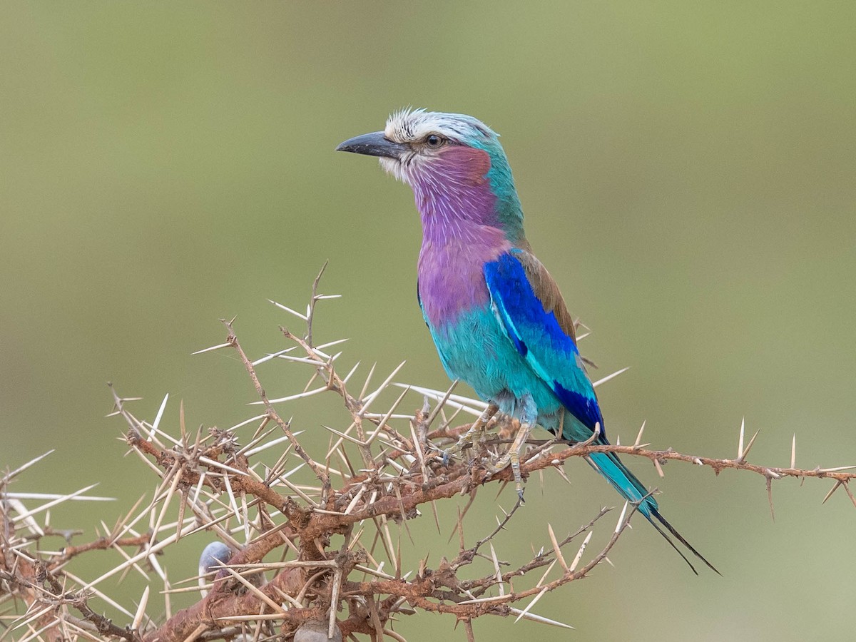 Lilac-breasted Roller - ML543256341
