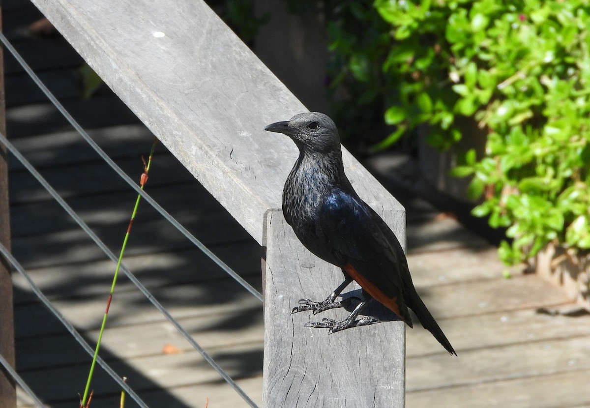 Red-winged Starling - ML543257711
