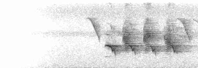  - Square-tailed Bulbul (Indian)