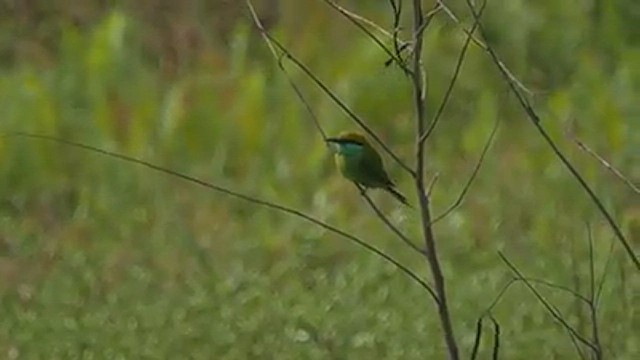 Asian Green Bee-eater - ML543259891