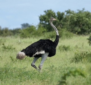Common Ostrich, ML543260361